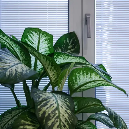 Interno Barocco Napoli